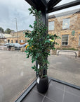 Black Vase With Ficus Tree Ex-display - 1 Only