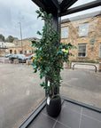 Black Vase With Ficus Tree Ex-display - 1 Only