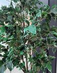 Black Vase With Ficus Tree Ex-display - 1 Only