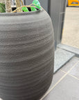 Black Vase With Ficus Tree Ex-display - 1 Only