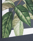 Art Marketing Rosa Moschata