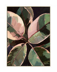 Art Marketing Ficus