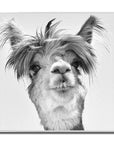 Fellini Home Llama Glass Wall Art