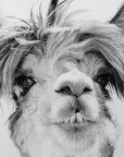 Fellini Home Llama Glass Wall Art