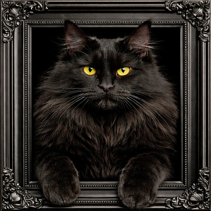 Fellini Home Black Main Coon Cat Black and Gold Frame