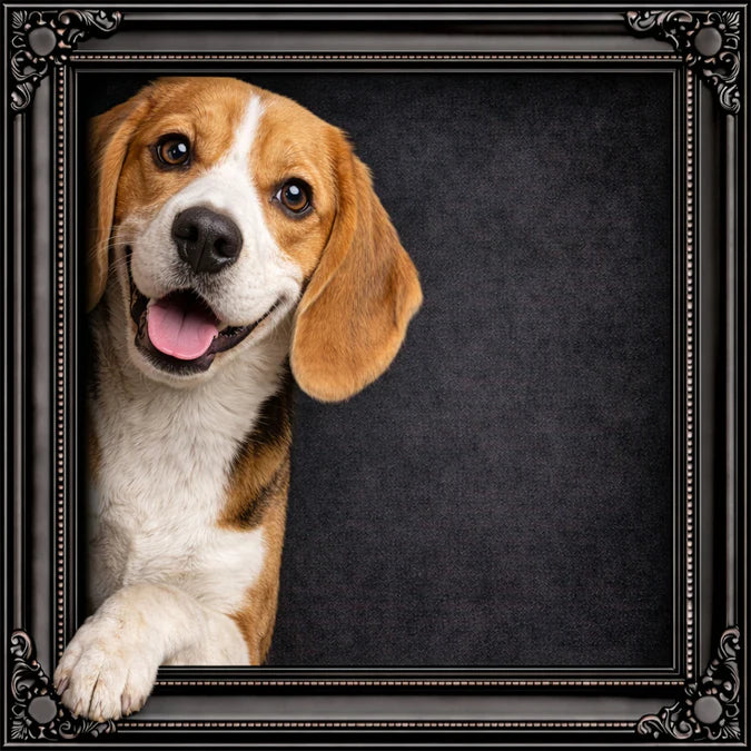 Fellini Home Peeking Beagle Frame