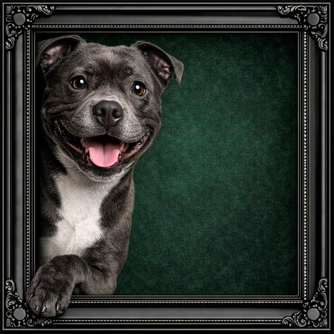 Fellini Home Peeking Staffordshire Bull Terrier Frame