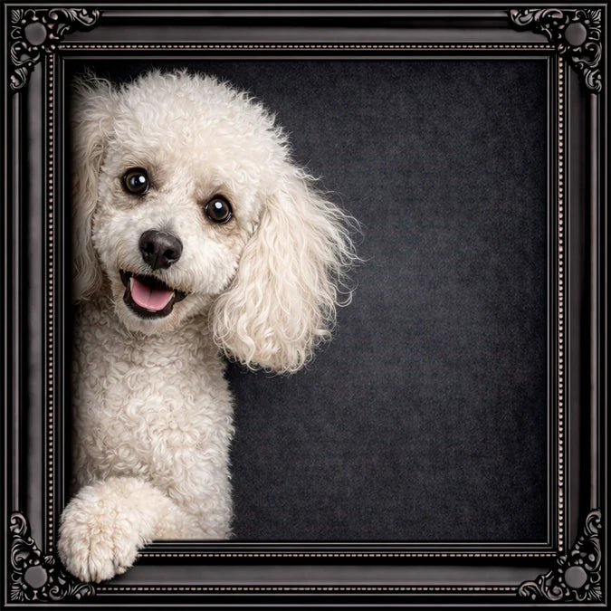 Fellini Home Peeking Poodle Frame