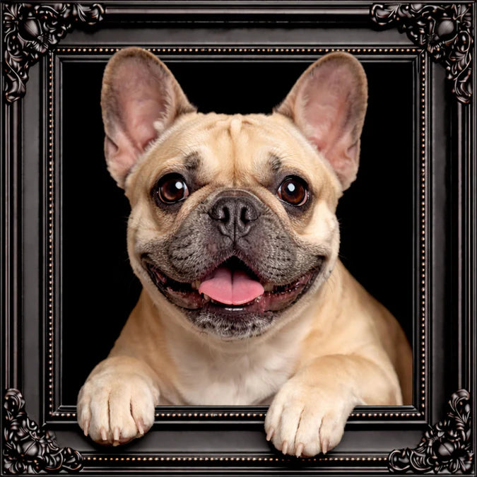Fellini Home French Bulldog Frame
