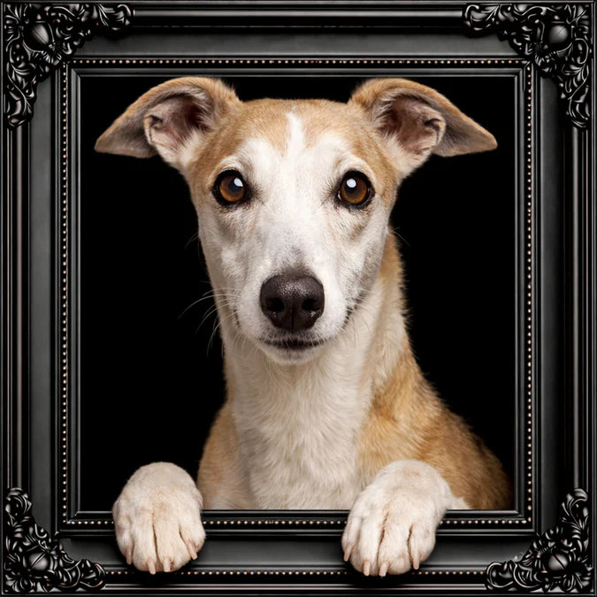 Fellini Home Italian Greyhound Frame