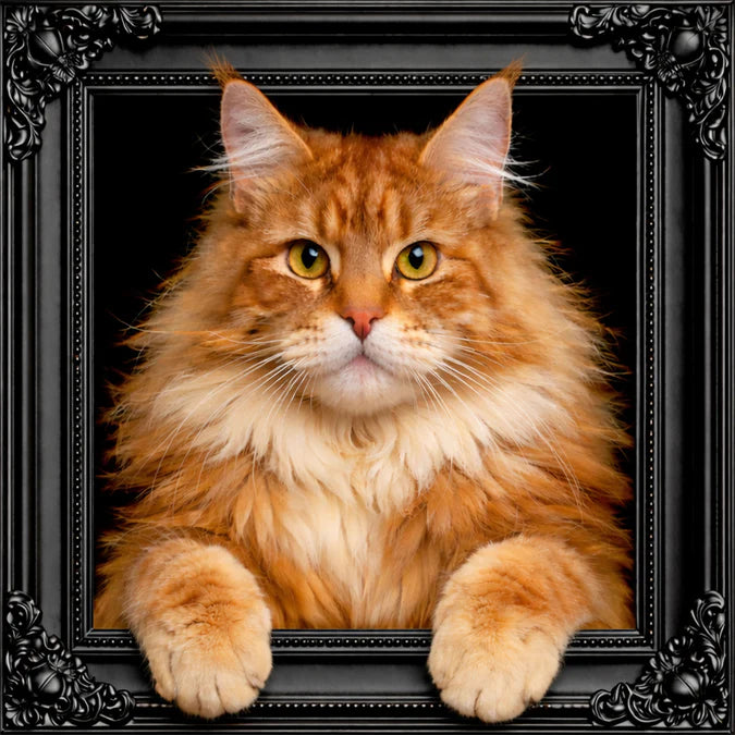 Fellini Home Ginger Maine Coon Cat Black and Gold Frame