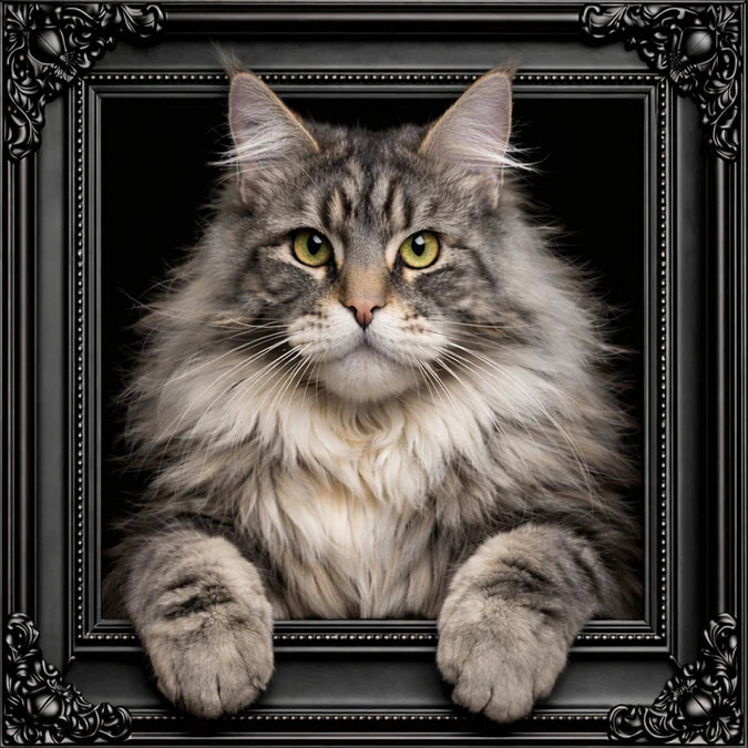 Fellini Home Silver Maine Coon Cat Black and Gold Frame