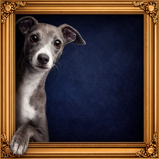 Fellini Home Peeking Italian Greyhound Frame