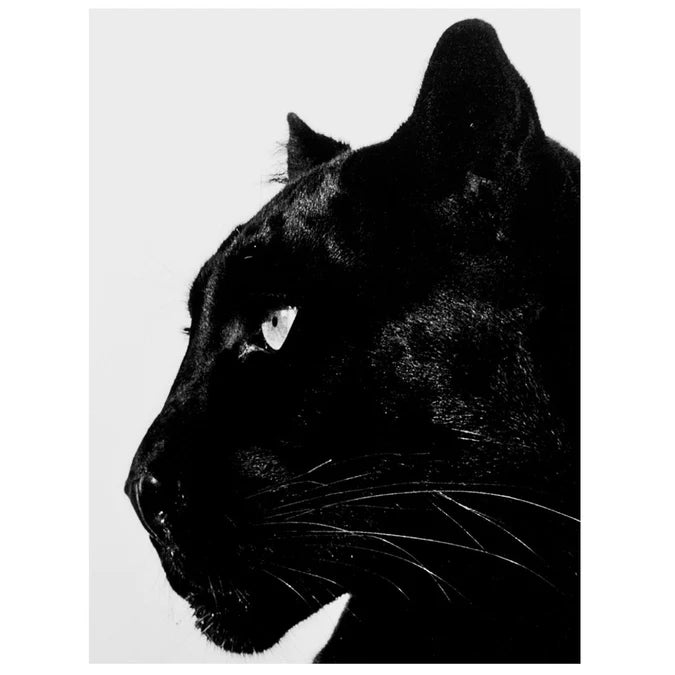 Fellini Home Framed Glass Black Panther Art
