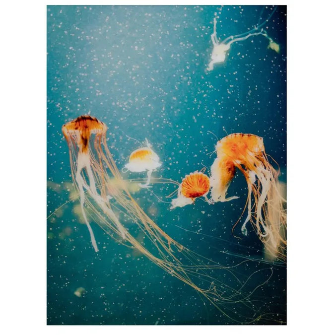 Fellini Home Jellyfish Glass Wall Art
