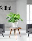 Primavera Cadiz Chair - Fellini Home Ltd