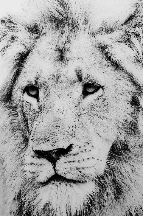 Fellini Home Black and White Lion Glass Wall Art
