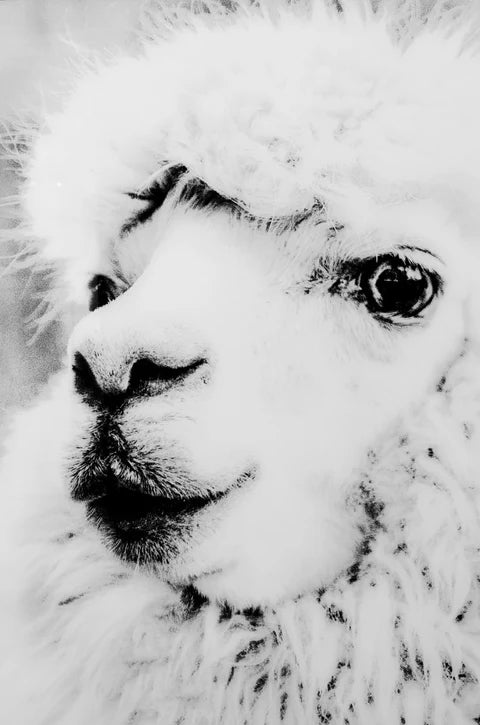Fellini Home Alpaca Glass Wall Art