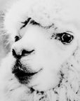 Fellini Home Alpaca Glass Wall Art