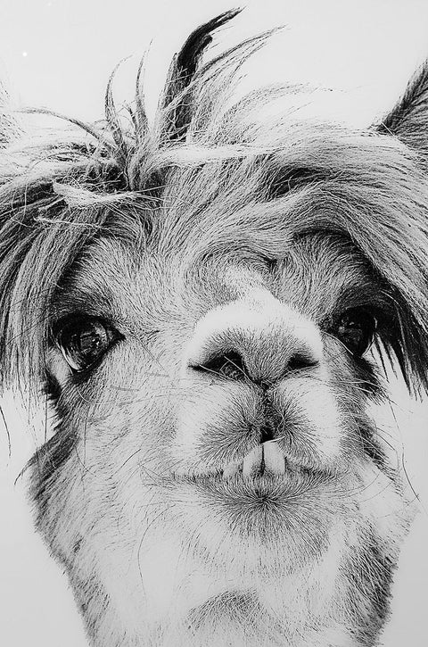 Fellini Home Llama Glass Wall Art